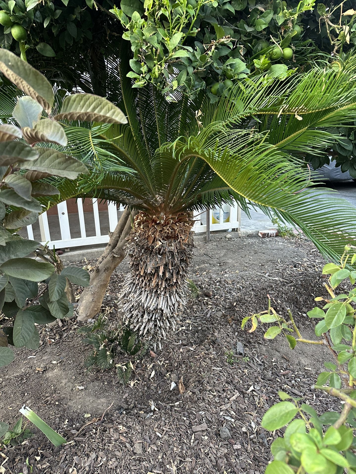 Palm Tree