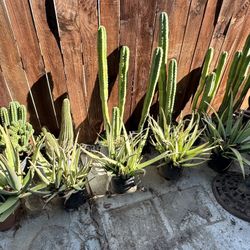 Cactus and Aloe Plants