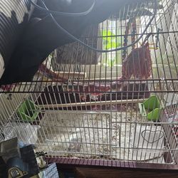Big Bird Cage With Accessories