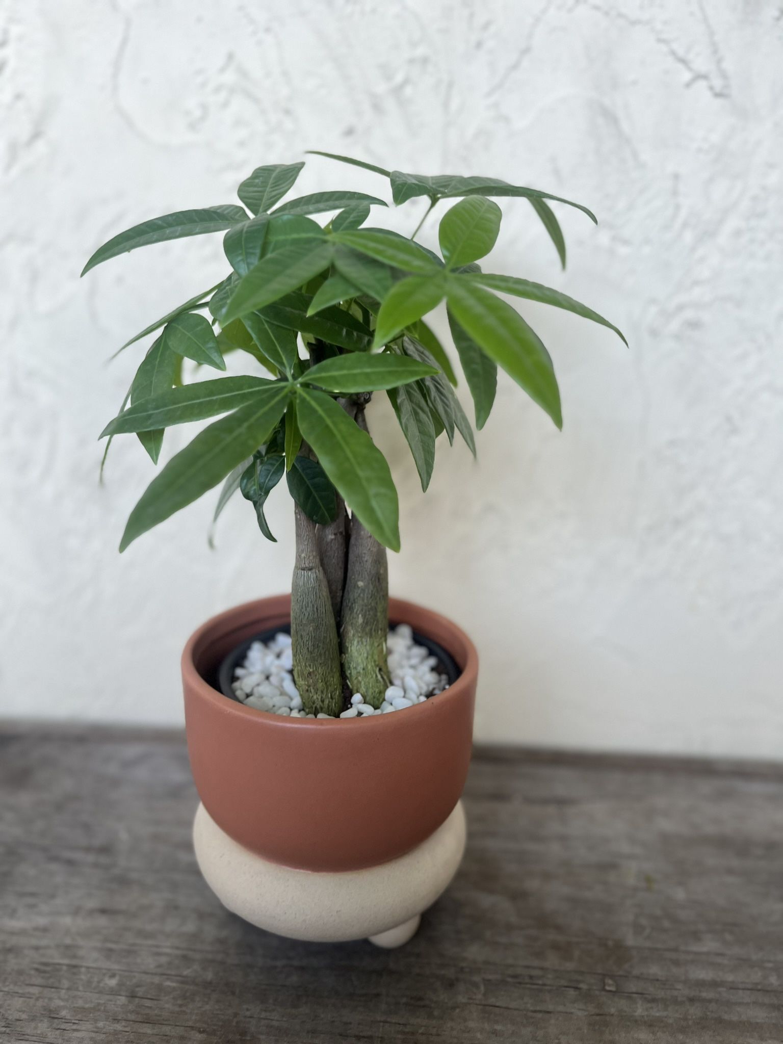 Money Tree Plant - Live Plant 