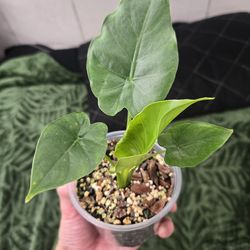 Alocasia Gageana Aurea Variegated Pup