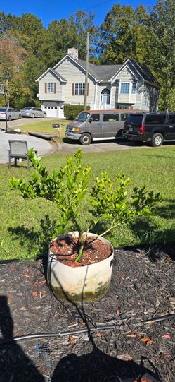 7 Mature Fruit Trees Bundle – Complete Container Orchard Package (Local Pickup)