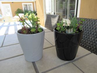 Set Of Light Gray & Black Print Garden Pots With Succulents