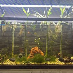 18 Inch Long Lucky Bamboo Tree ($5 Per Stem, Must Buy At Least 4 Stems) 