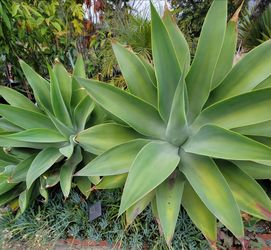 Agave Plant