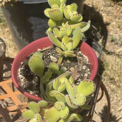 Bear’s🐻 Paw 🐾