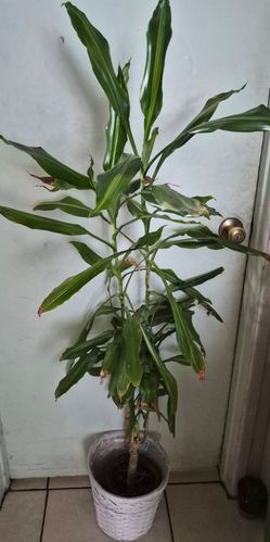 Plant