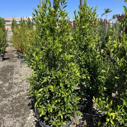 15 Gallon Ficus Nitida Privacy 