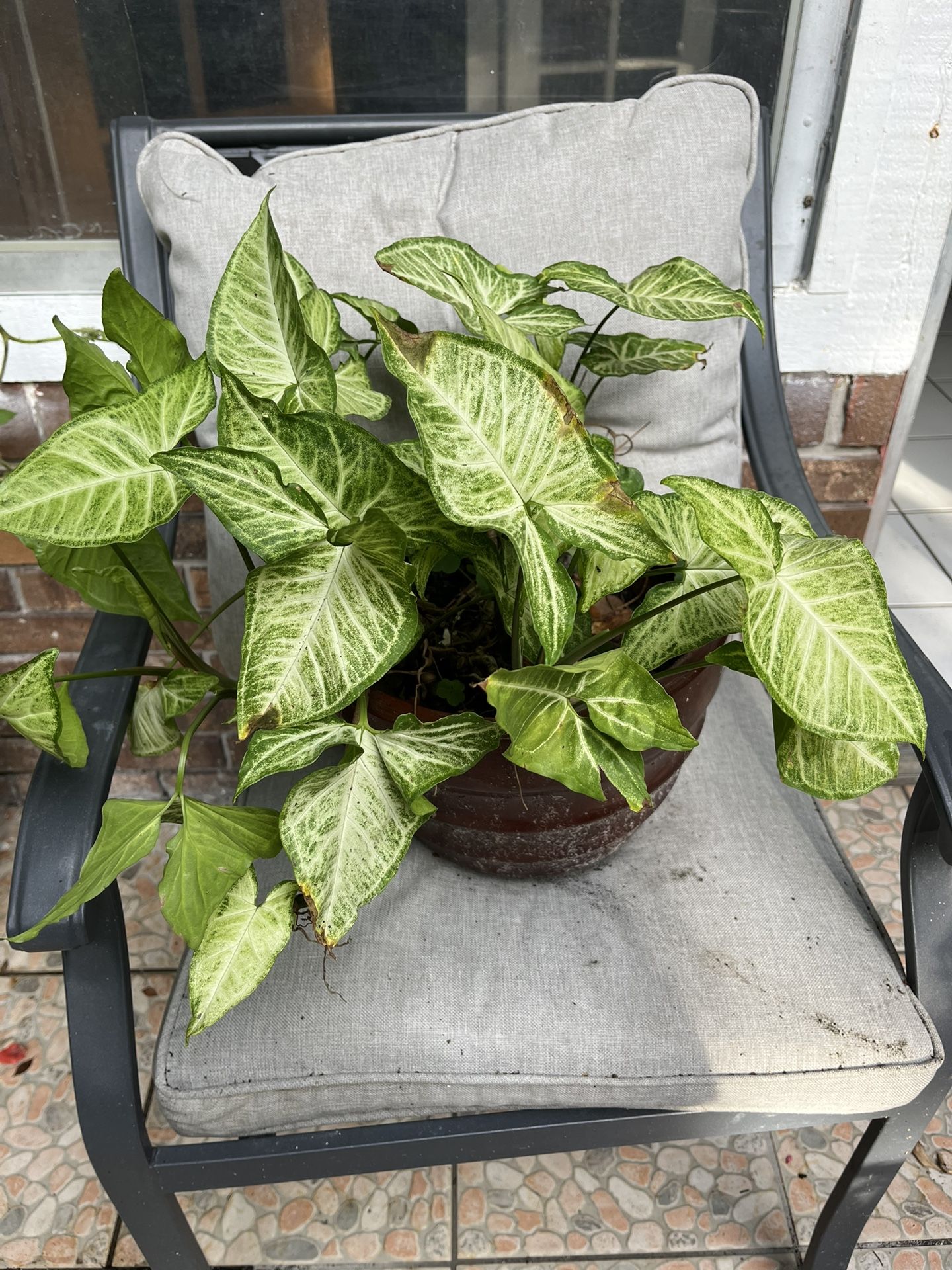 Arrowhead Vine Plant