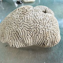 Coral