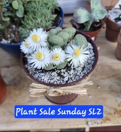 PLANT SALE TODAY (SUNDAY) IN SAN LORENZO  STARTS AT 1230