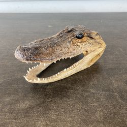 Genuine Alligator Head 7"-8" Taxidermy Real Teeth Marble Eyes Swamp Gator