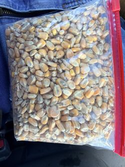 Yellow Corn