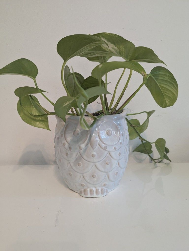Two Potted Plants And Two Succulents