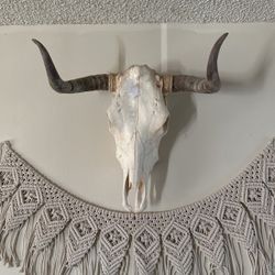 Decorative Real Bull Head