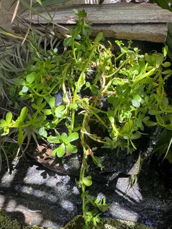 Aquatic plant Bacopa monnieri,