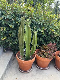 Cacti (pot not included)