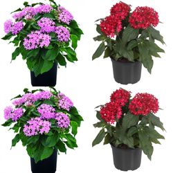 Pentas  Flower Plant On Sale 4" Great Butterfly  Plant
