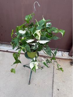 6” xl syngonium albo