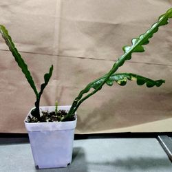 Ric Rac Cactus Plant 