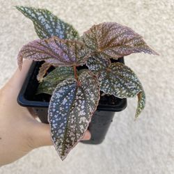 Beautiful Begonia Frosty Plant