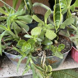 HERMOSAS PLANTAS NATURALES “SUCULENTAS PLANT 