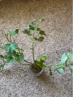 4 Rooted Okinawa Sweet Potato Cuttings