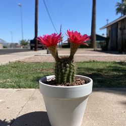 Torch Cactus Trichocereus Grandiflorus Plant