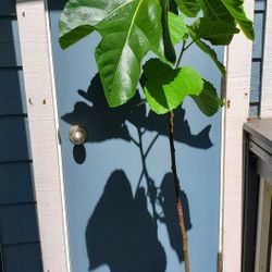 Italian Honey Fig Fruit Tree - Lattarulla