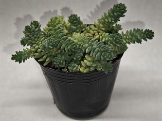 Sedum Major Plant