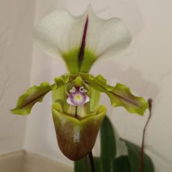 Orchids