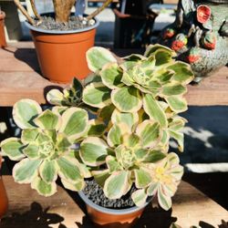 Posiden Aeonium’s Imported