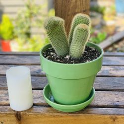 Live indoor Bristle Brush cactus ( Mammillaria Pilcayensis) plant in a ceramic planter pot with base included—firm price