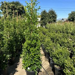 Ficus Nitida Privacy Hedge