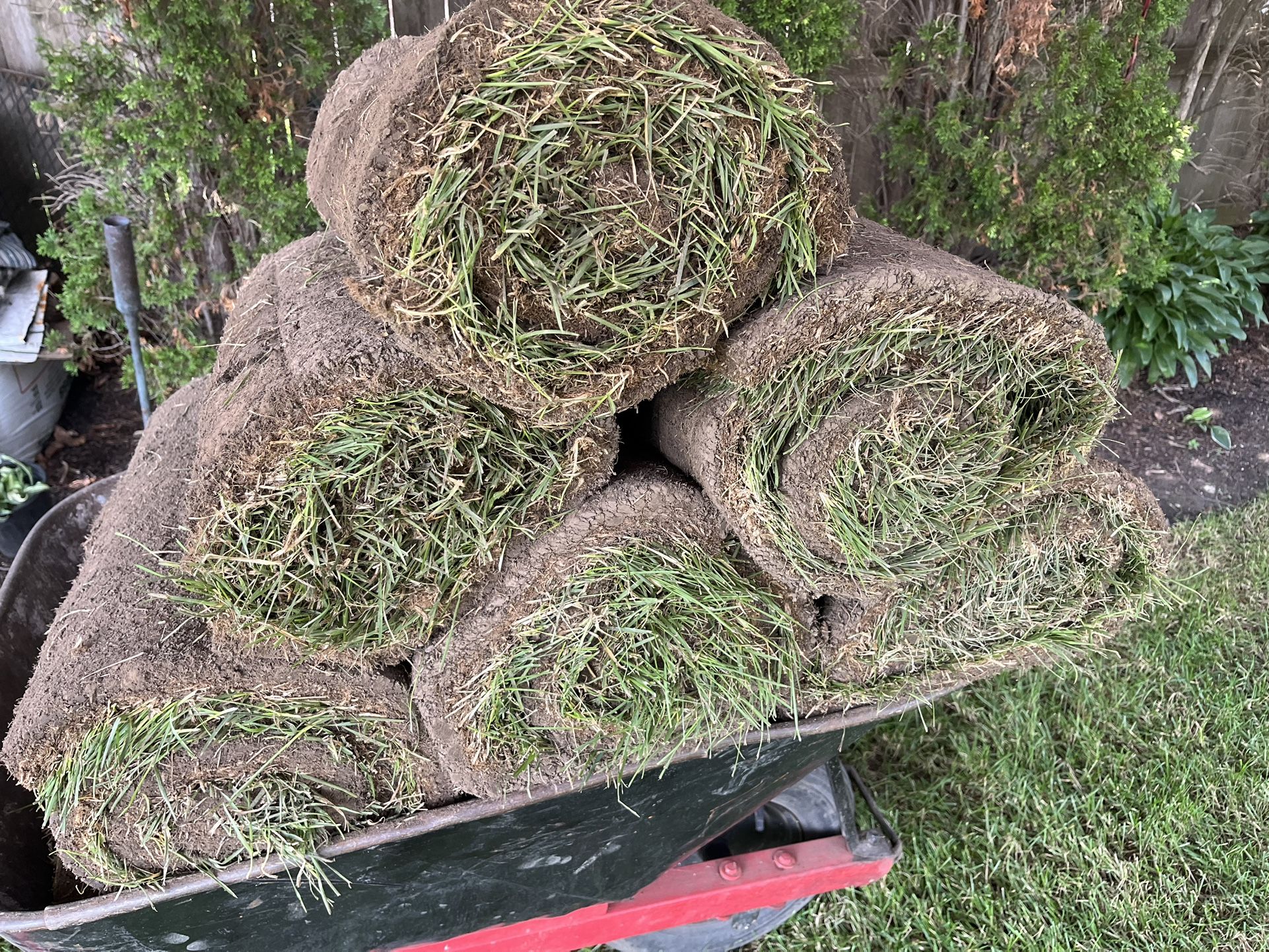 Fresh sod