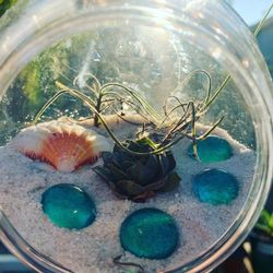 Succulent Arrangements