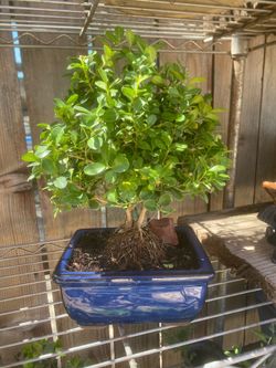 Bonsai plant for sale $50 each man to choose from Bonsai plants  for sale $50 each money to choose