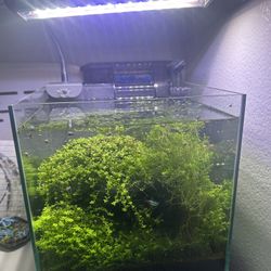 5 Gallon Freshwater Aquarium 