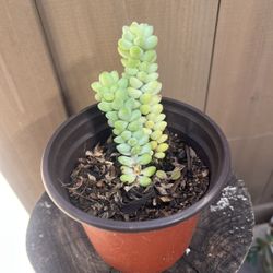 Burro Tail Plant