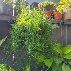 LIVE Sprengeri Asparagus Fern Perennial Indoor Outdoor Houseplant 