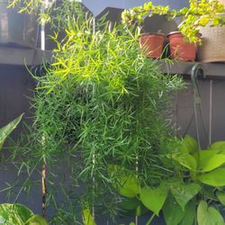 LIVE Sprengeri Asparagus Fern Perennial Indoor Outdoor Houseplant 
