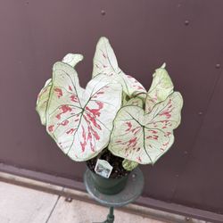 6” Caladium Marie Moir