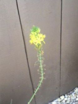 Succulent Plant Sale!