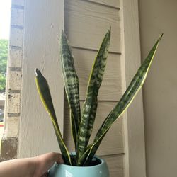 snake plant with pot