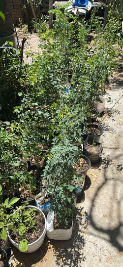 Plants