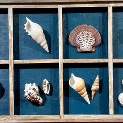 Sea Shells