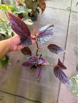 6” begonia miss mummy