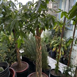 🌿 6FT MONEY TREE – LUXURY STATEMENT PLANT 🌿