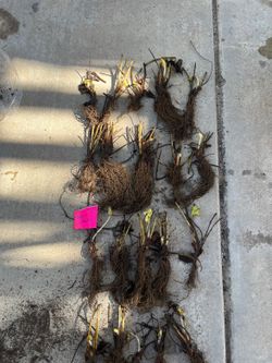 Sweet Charlie Strawberry Plants – Bare Root, $5 per Plant – Very Sweet June-Bearing
