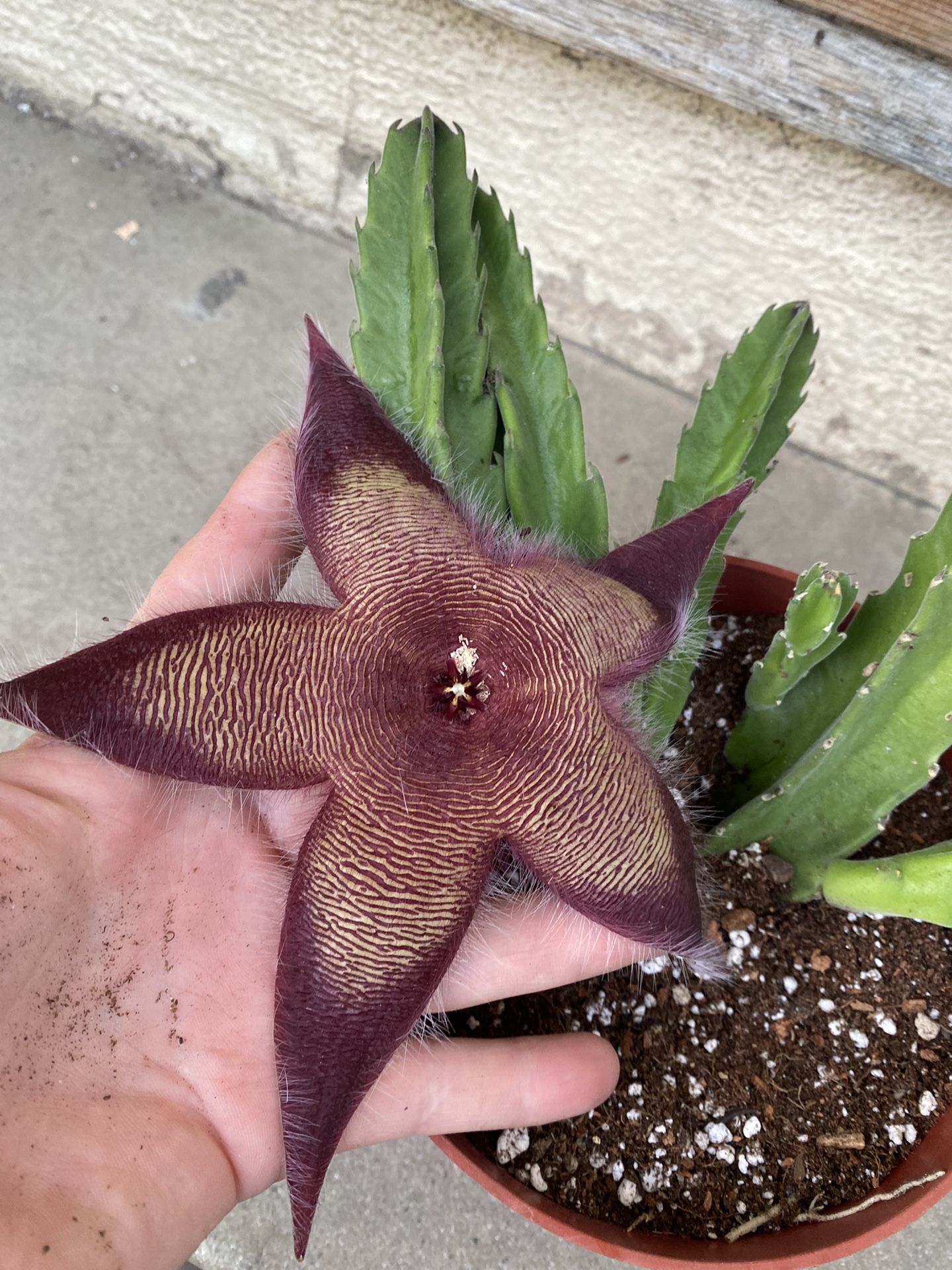 Stapelia Starfish Blooming Plant, In 6 Inch Pot Pick Up Only